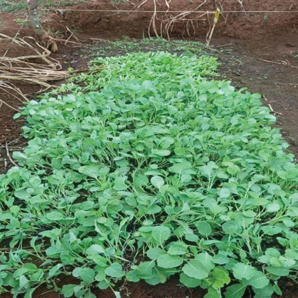 Read more about the article Growing Knowledge: Inside Our Permaculture Demonstration Farm